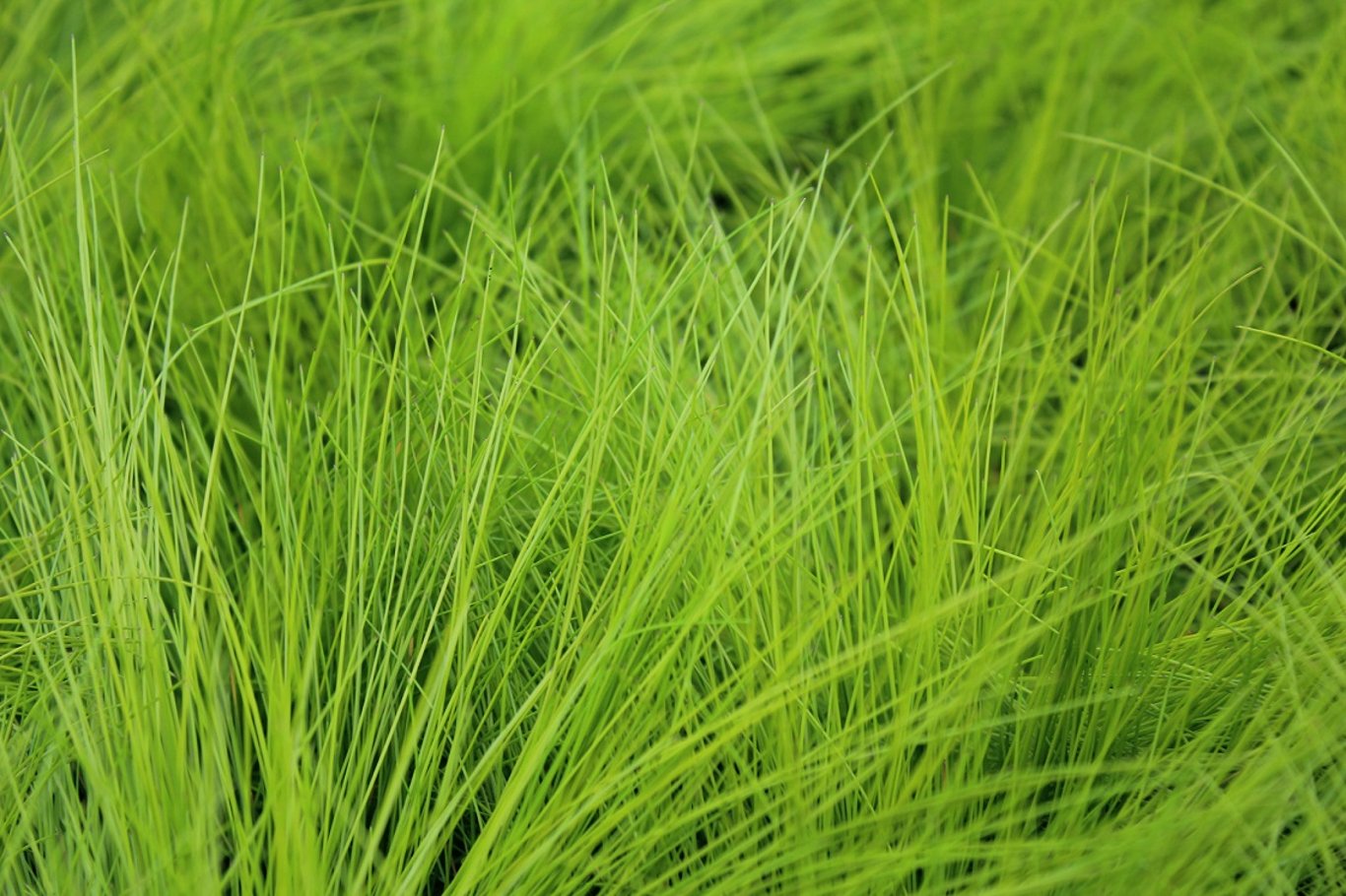 Deschampsia flexuosa 'Amilime' - P10,5